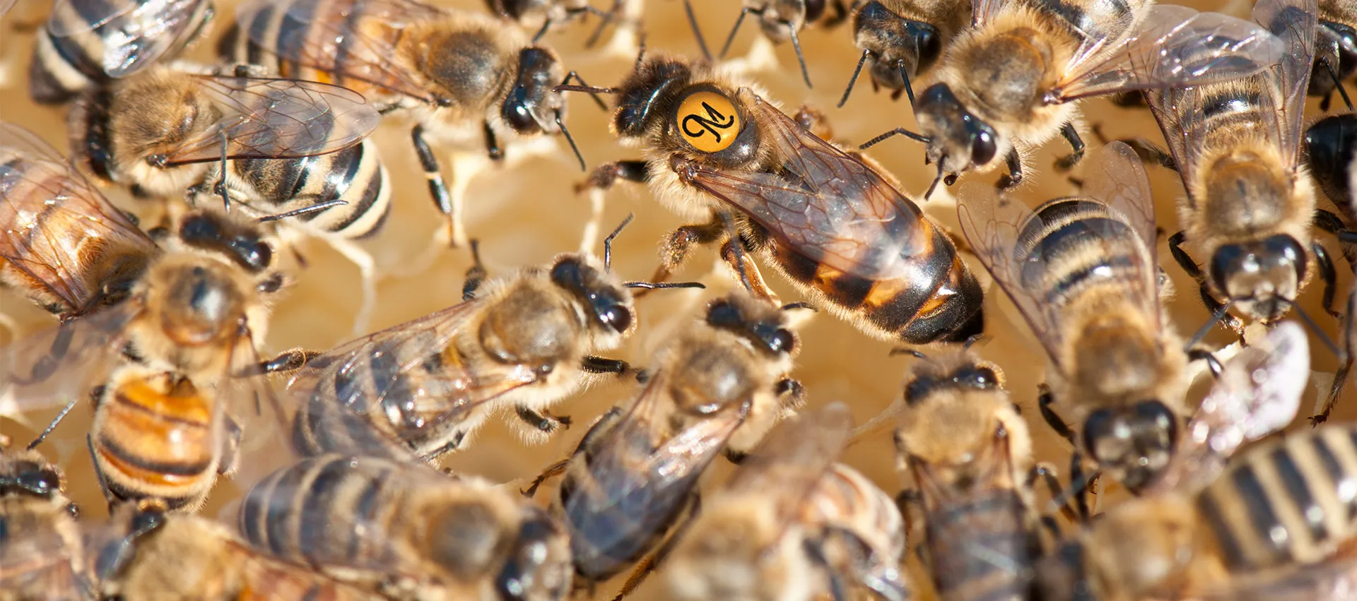 Reine abeille