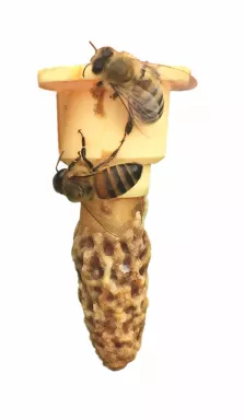 Cellule royale